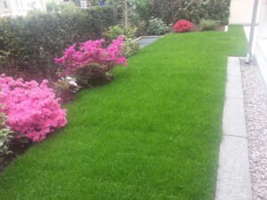 Frisch verlegter Rollrasen von einem professionellen Gartenservice in Baden-Baden für einen gepflegten Privatgarten.